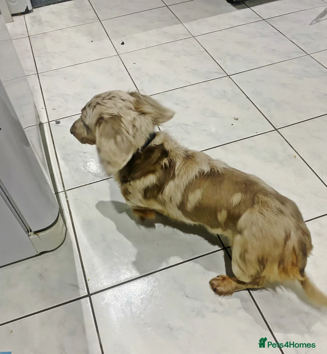 Miniature Dachshund dogs for stud: 🏆PEREZ’ CHAMPION STUD🏆  - Advert 6