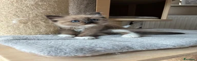 Ragdoll 3