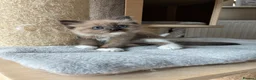 Ragdoll cats for sale: Registered pedigree cherubim Ragdolls - Advert 3