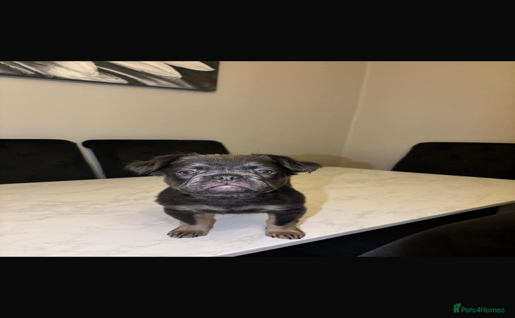 French Bulldog dogs French bulldog females  - Advert 18