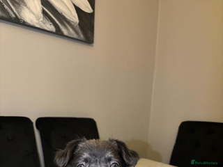 French Bulldog dogs French bulldog females - Advert 19