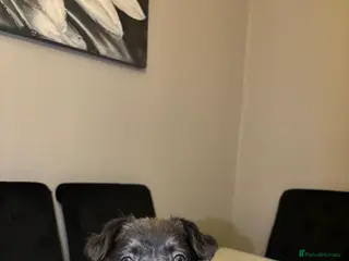 French Bulldog dogs French bulldog females last one available - Advert 9