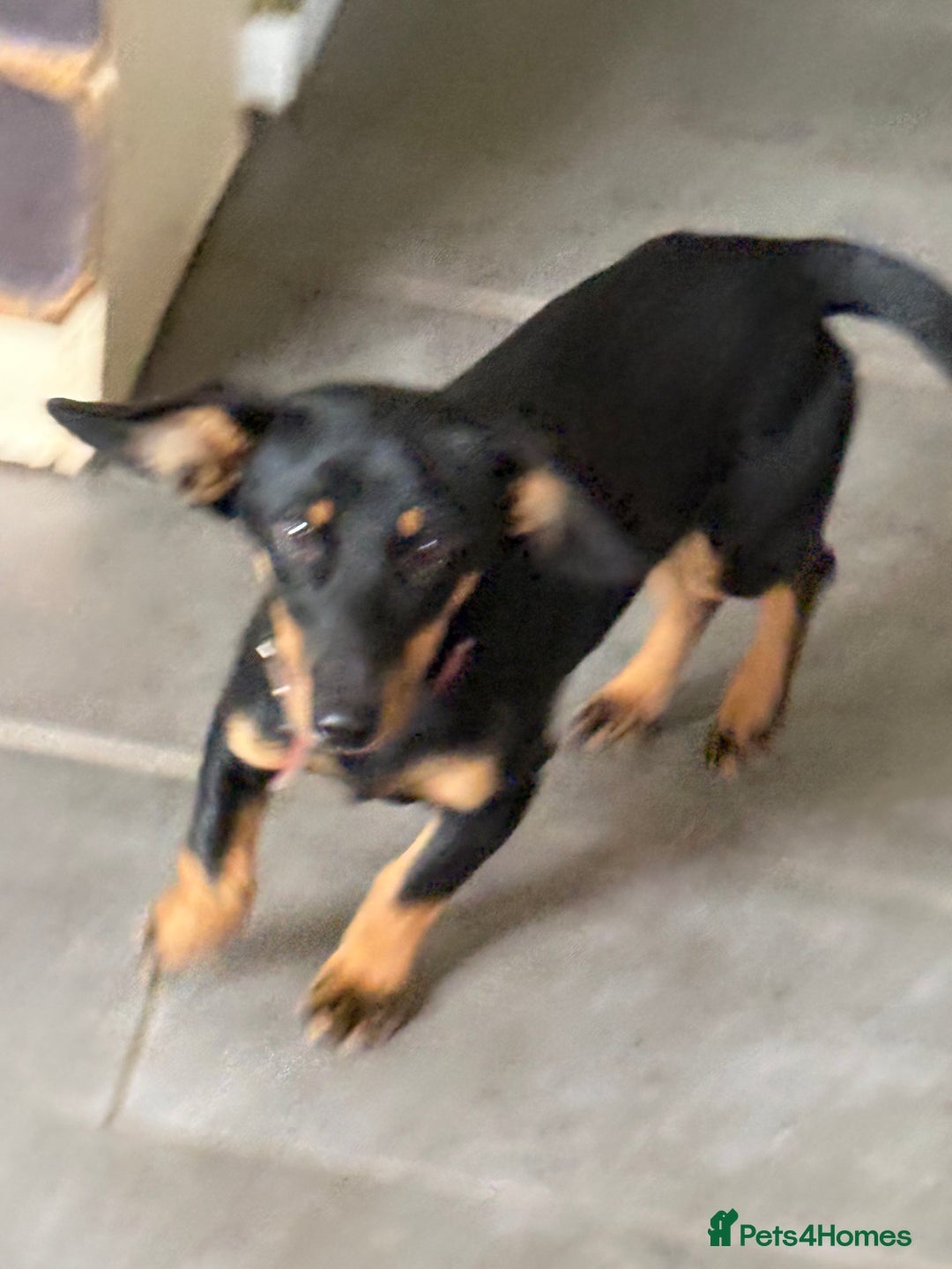 Dachshund dogs for adoption: Rocky needs Love  - Advert 6