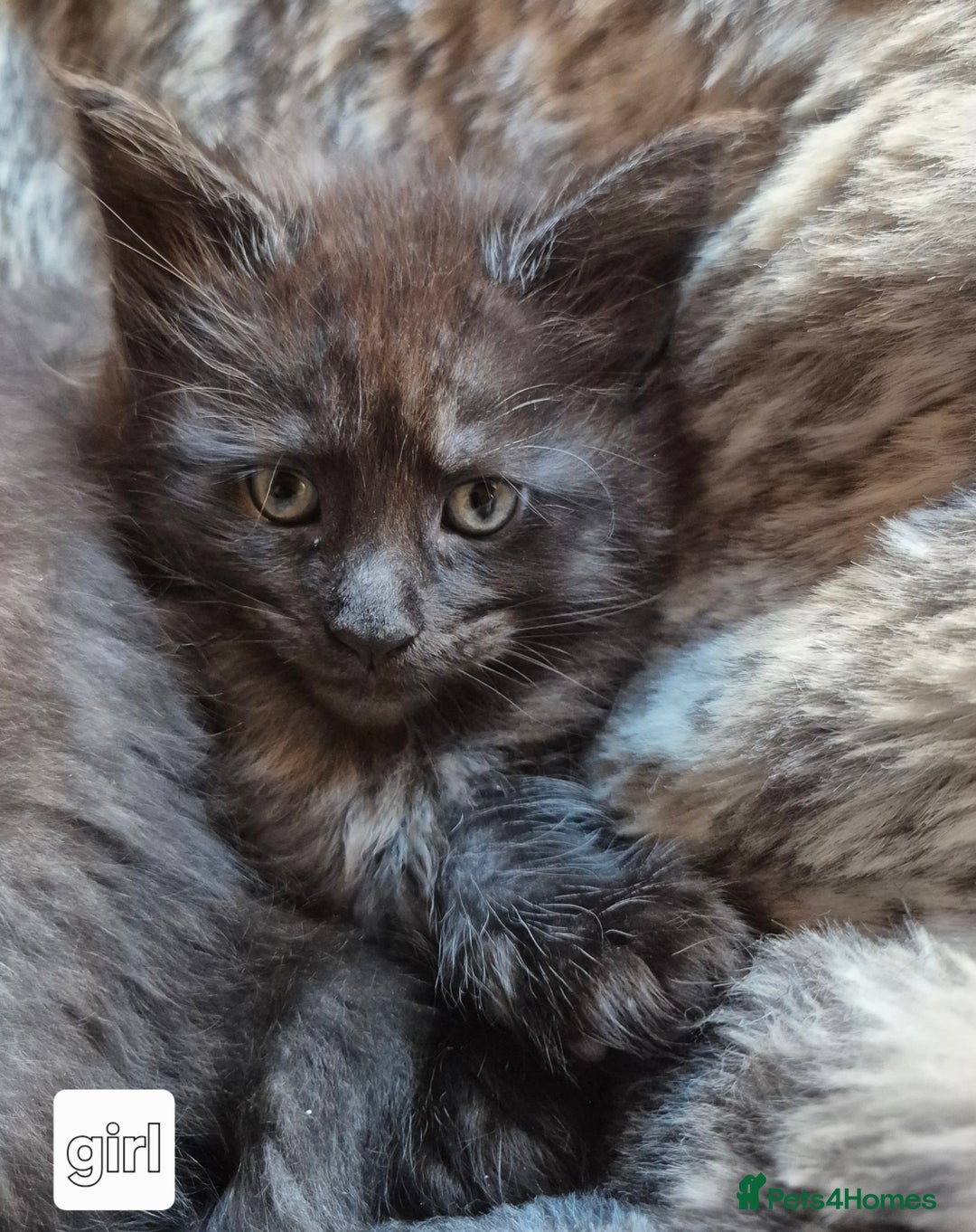 Maine Coon cats for sale: Mein Con - Advert 19