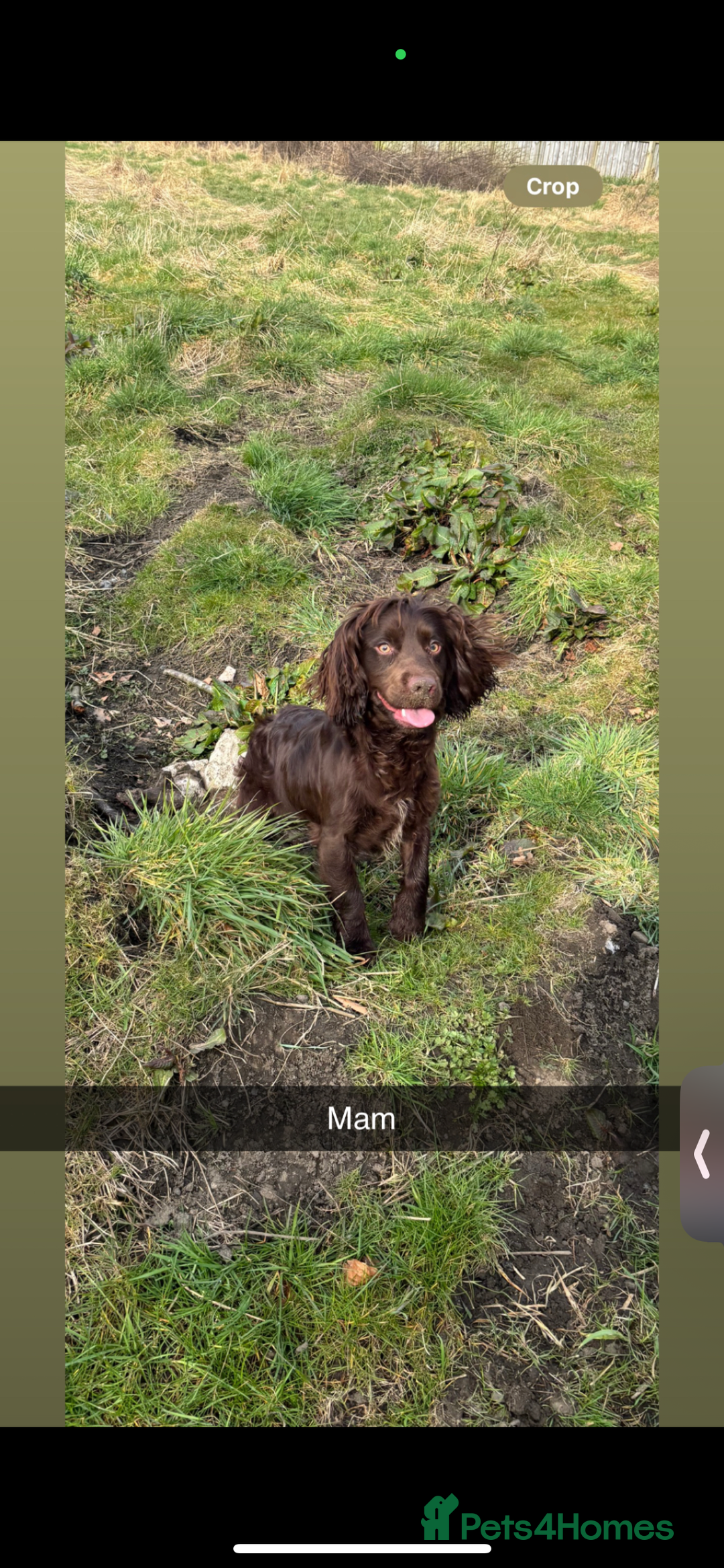 Cocker Spaniel dogs for sale: My 3 beautiful puppies  - Image 9