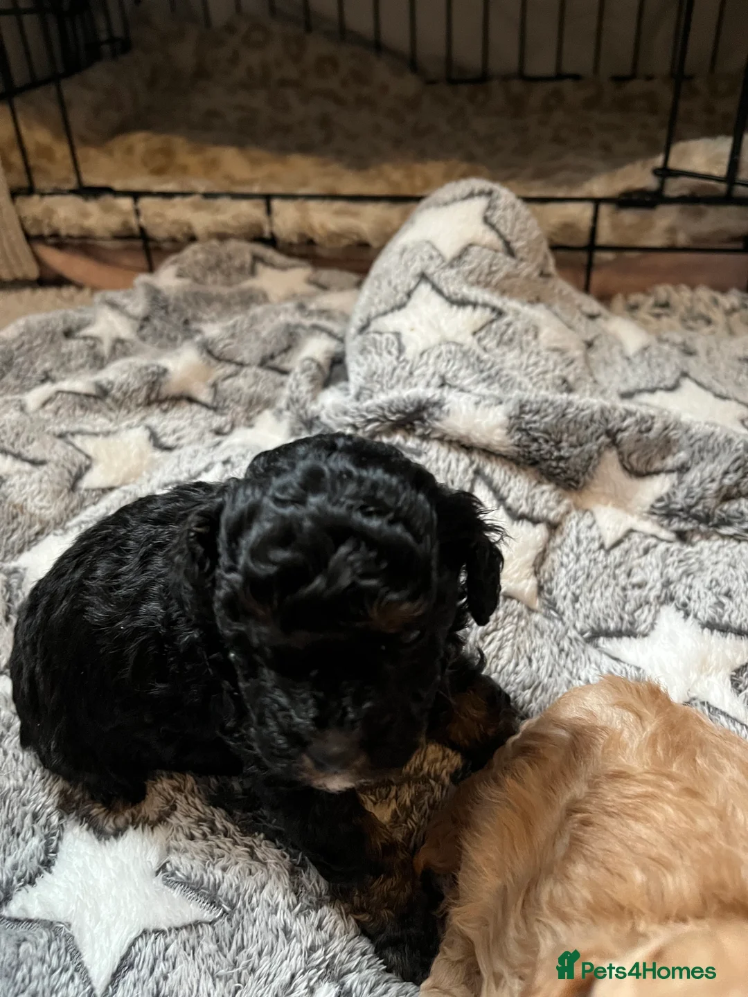 Maltipoo dogs for sale: Toy maltipoo in Stockport - Advert 6