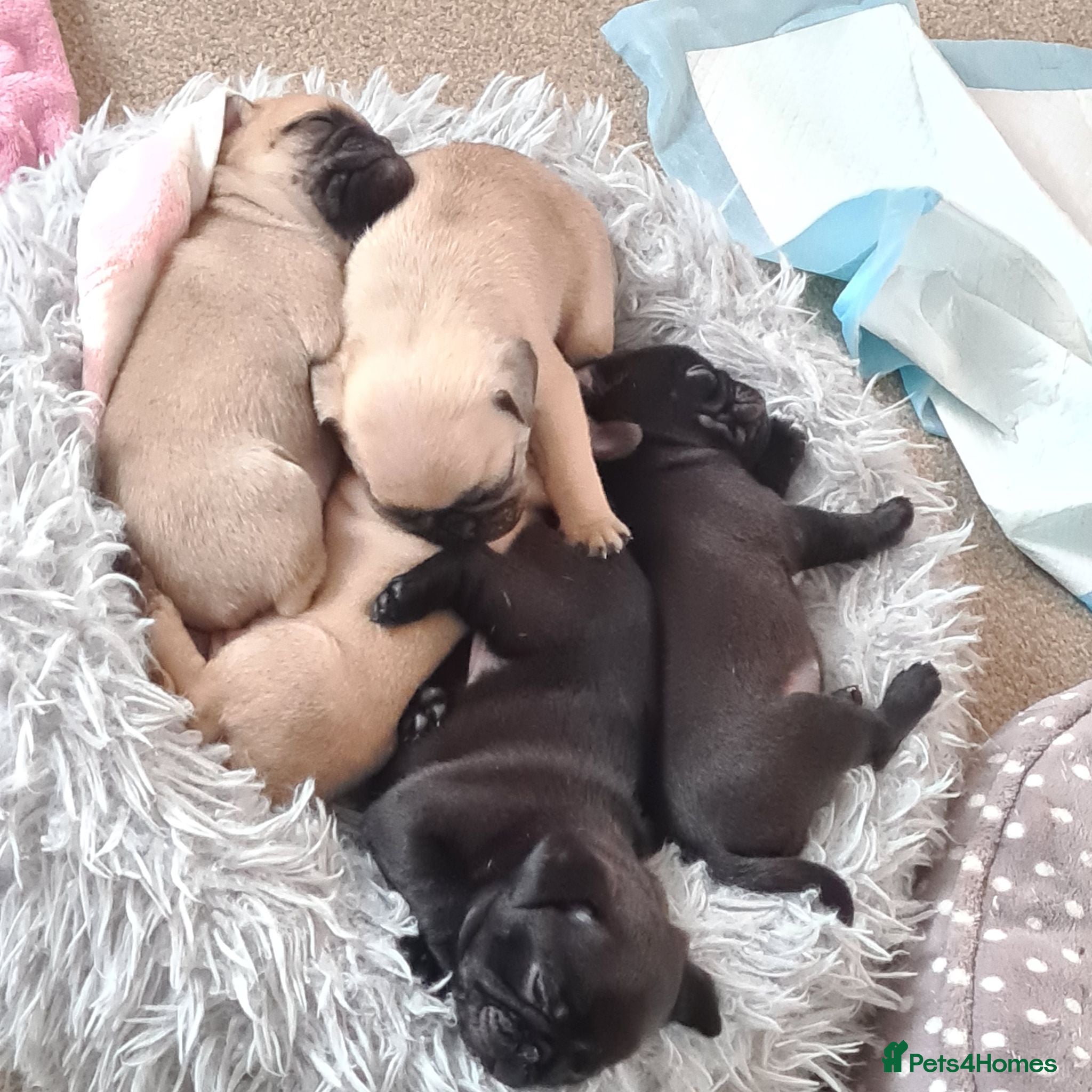 Pug dogs Beautiful Pug puppies for sale  - Advert 10