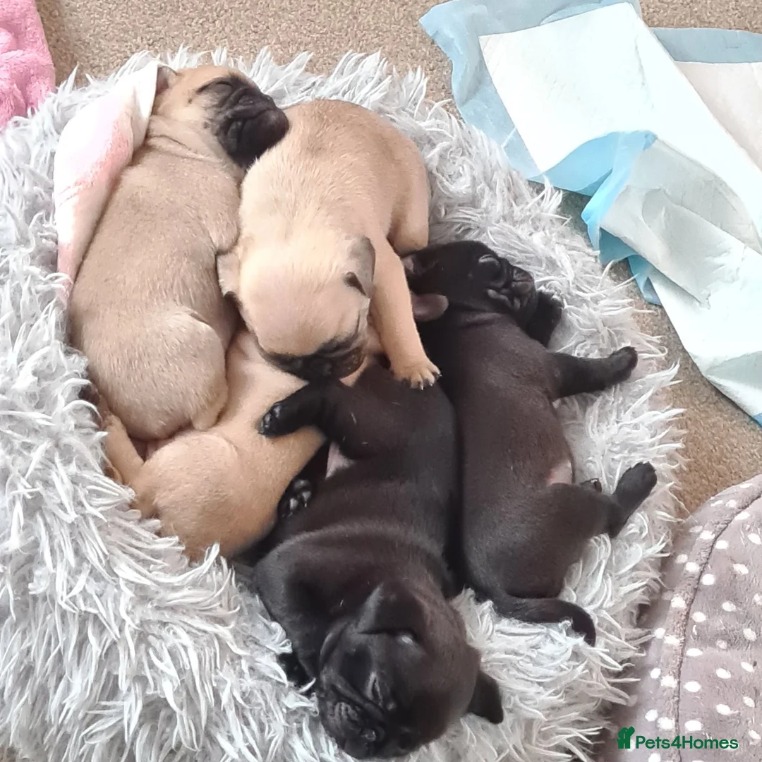 Pug dogs for sale: Beautiful Pug puppies for sale  in Peterborough - Advert 1