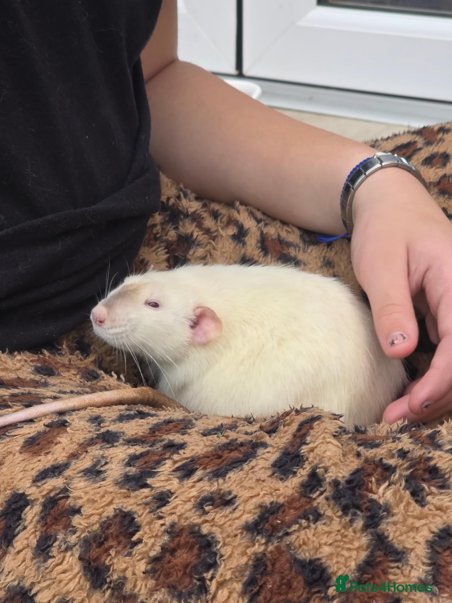 Rat rodents for sale: Two Lovely Rats - Advert 1