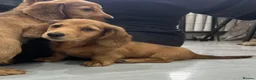 Miniature Dachshund dogs for sale: Miniature Dachshund - Advert 12