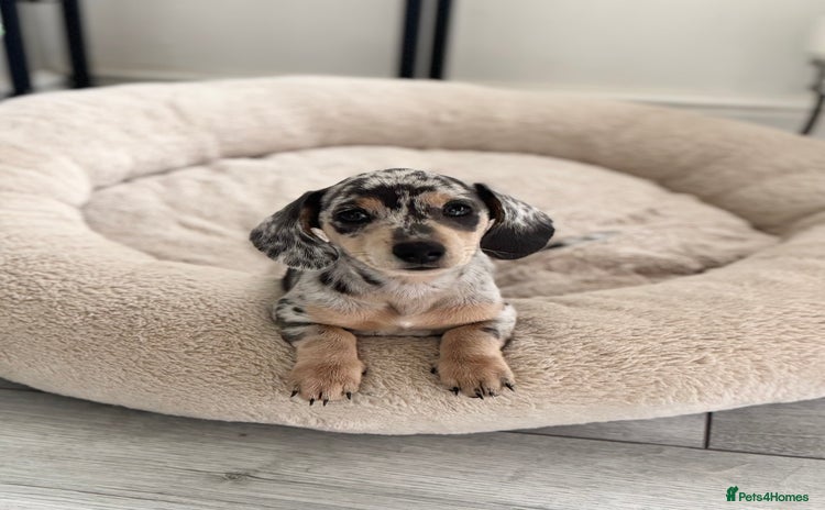 Miniature Dachshund dogs - Advert 4
