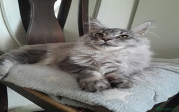 Maine Coon cats for sale: black silver ticked ns25 girl TICA maine coon - Advert 4
