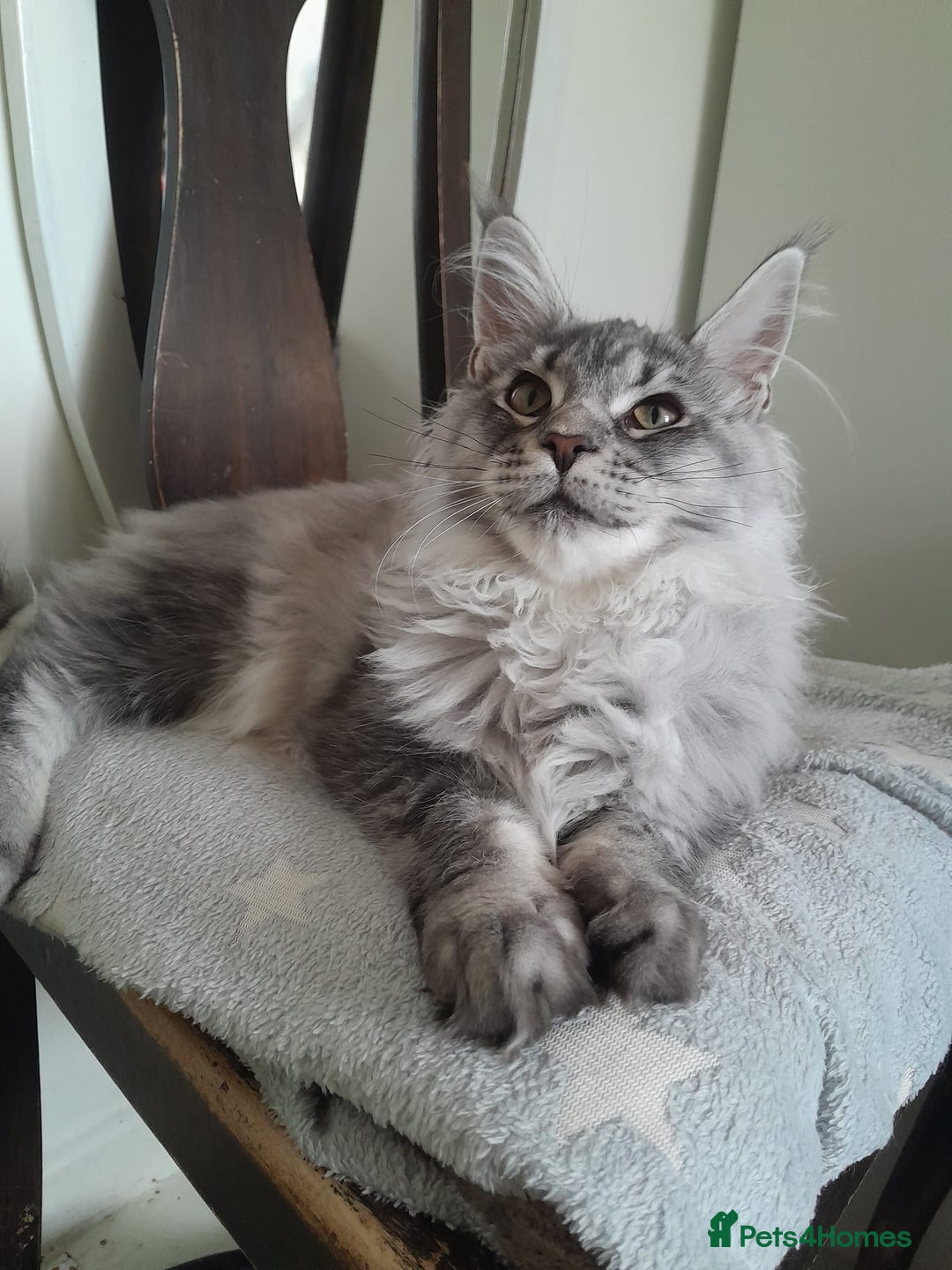 Maine Coon cats for sale: black silver ticked ns25 girl TICA maine coon - Advert 4