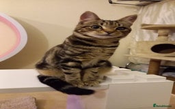 Mixed Breed cats for sale: Lots of cats/kittens up for adoption  - Image 23