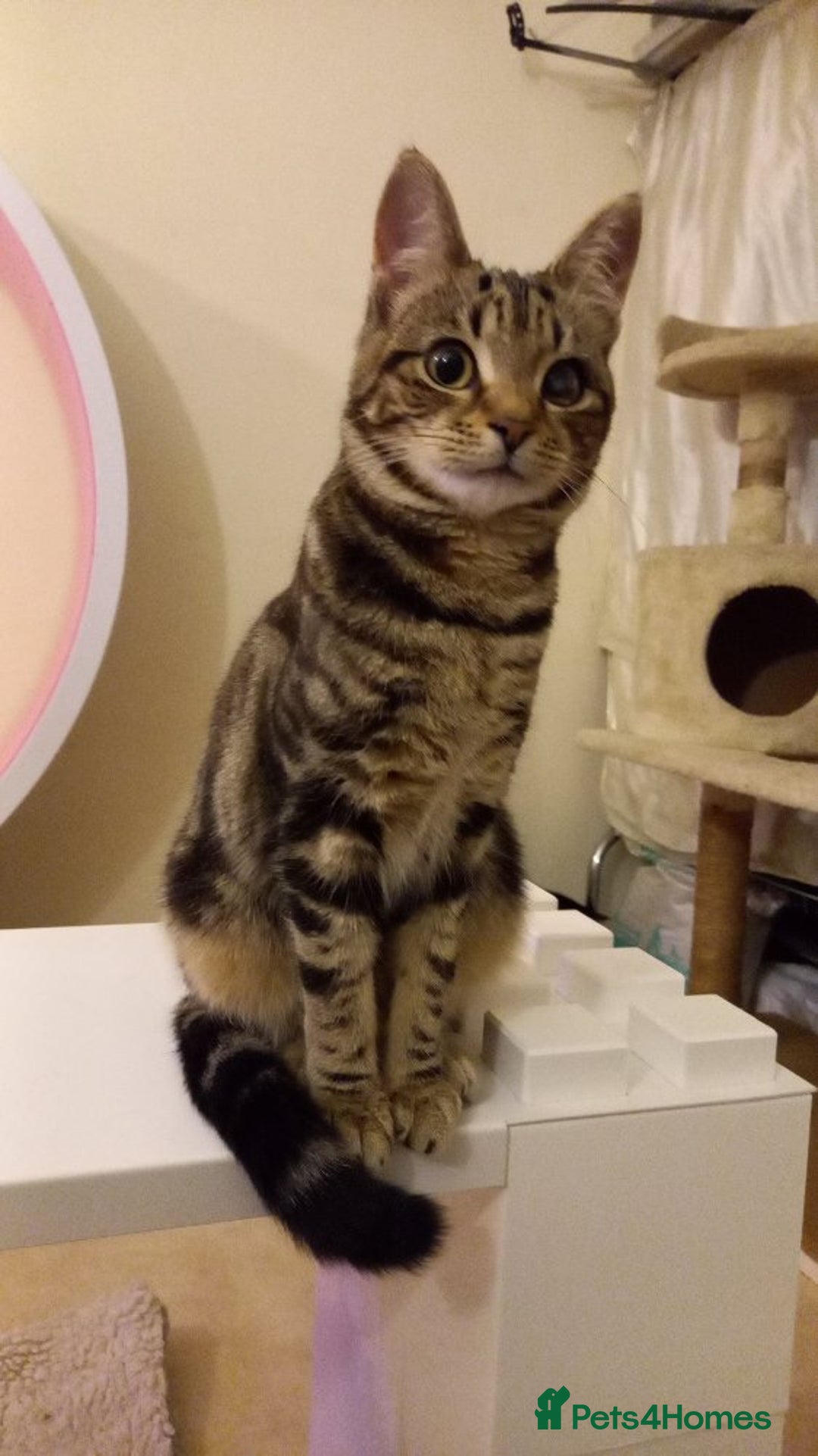 Mixed Breed cats for sale: Lots of cats/kittens up for adoption  - Image 23
