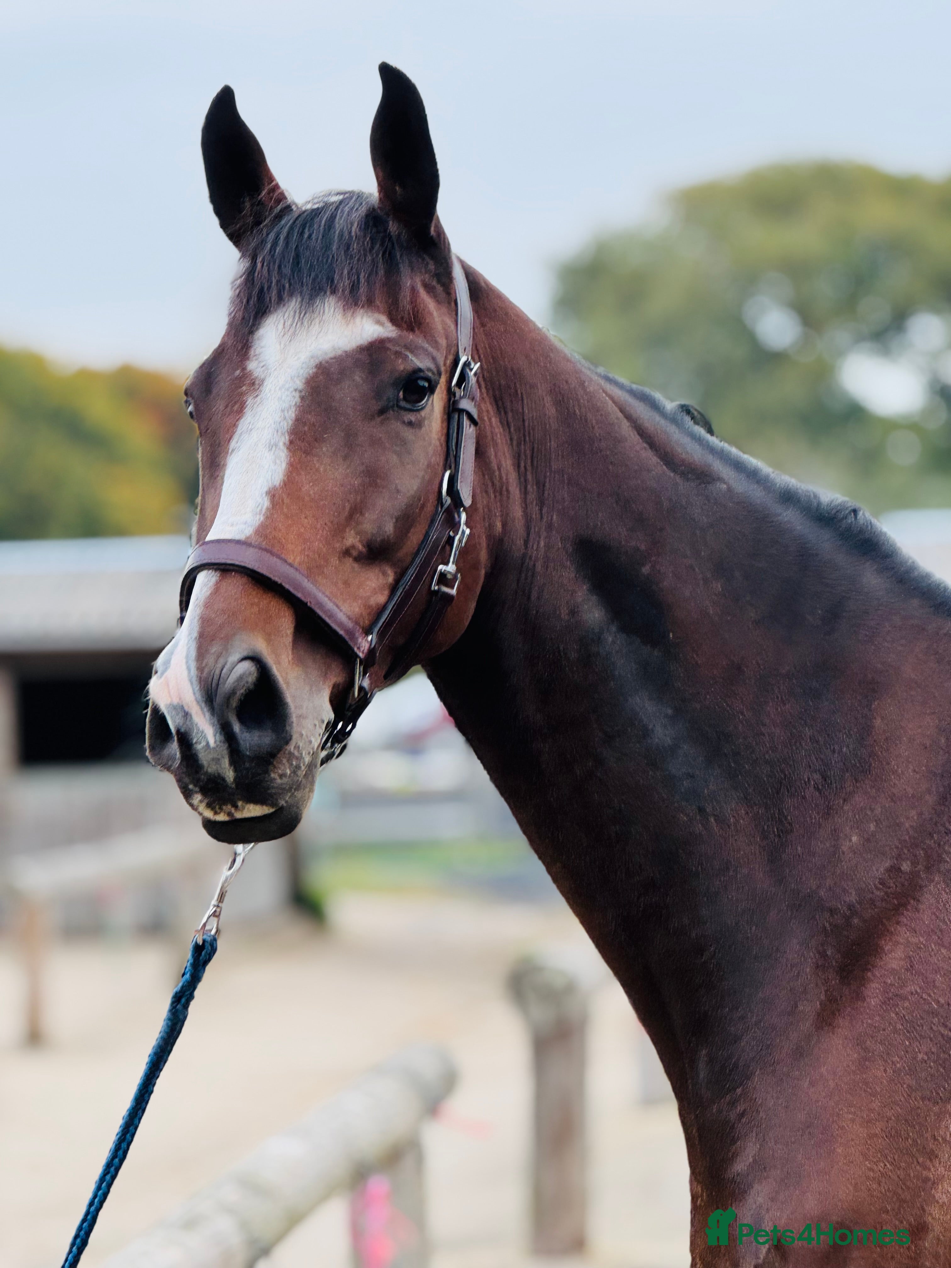 Irish Thoroughbred horses 17.2 Bay Gelding  - Advert 13