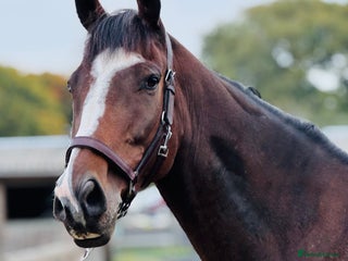 Irish Thoroughbred horses 17.2 Bay Gelding - Advert 13