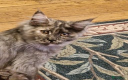 Maine Coon cats for sale: Gorgeous maine coon babies - Image 12