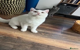 Brazilian Shorthair cats for sale: Last 2 BSH BOYS GCCF registered !!! - Image 9