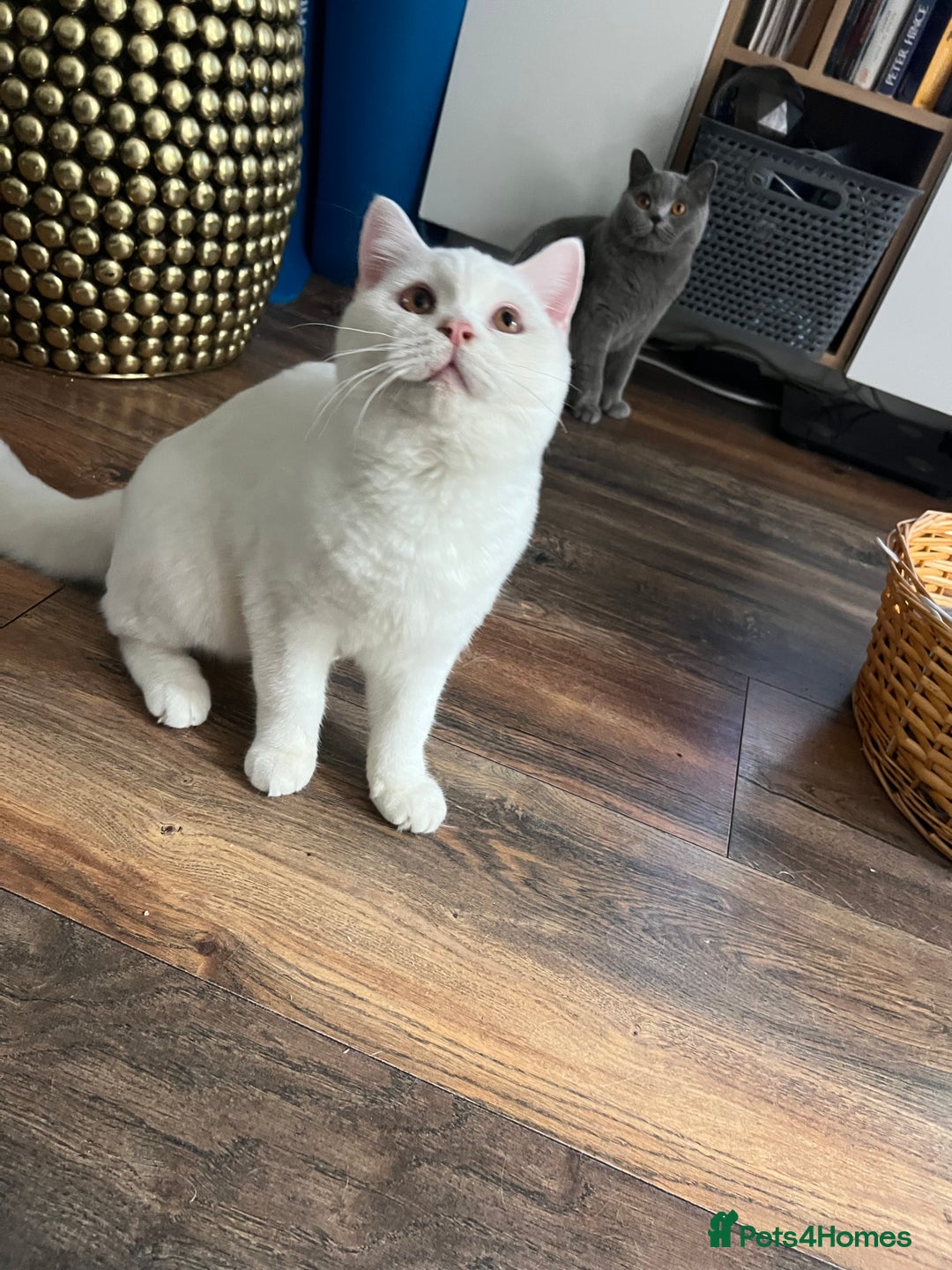 Brazilian Shorthair cats for sale: Last 2 BSH BOYS GCCF registered !!! - Image 9