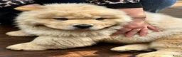 Chow Chow dogs for sale: KC registered chow chow male puppy Exceptional boy - Advert 6