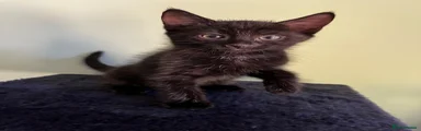Black male