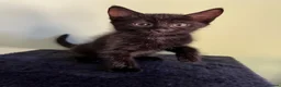 Mixed Breed cats for sale: Beautiful 8 week kittens in Bridgwater - Advert 2