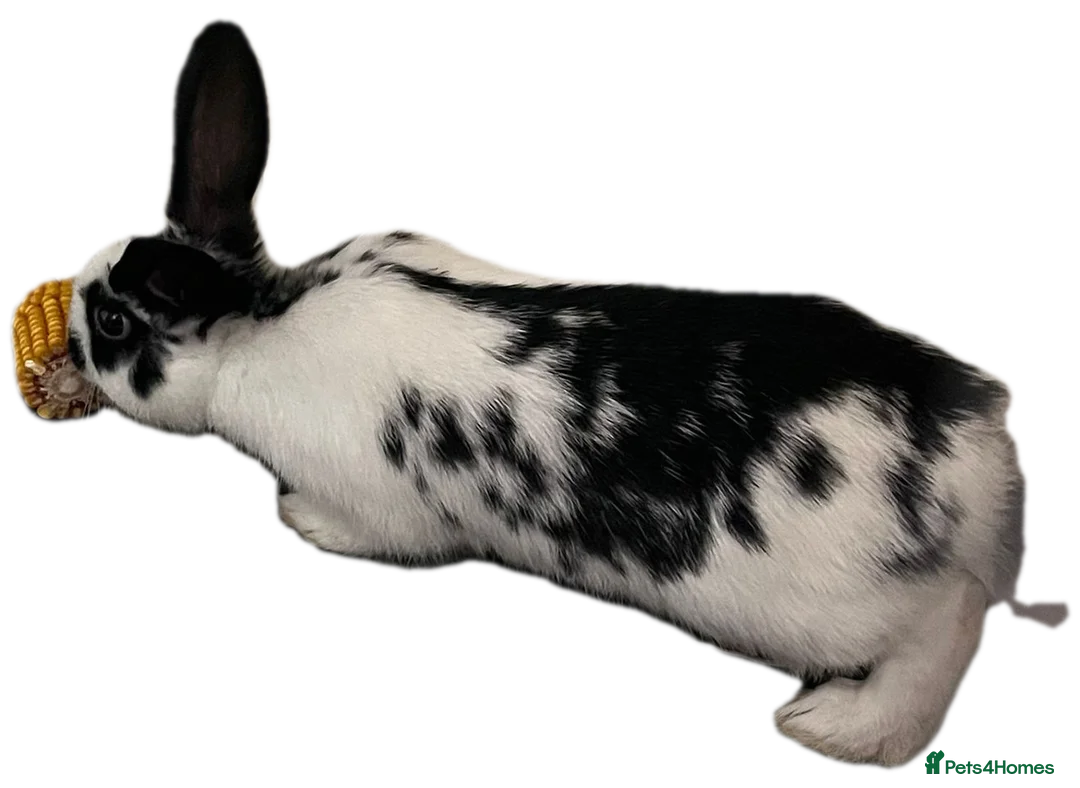 Mixed Breed rabbits for sale: 16 week old bucks - Advert 3