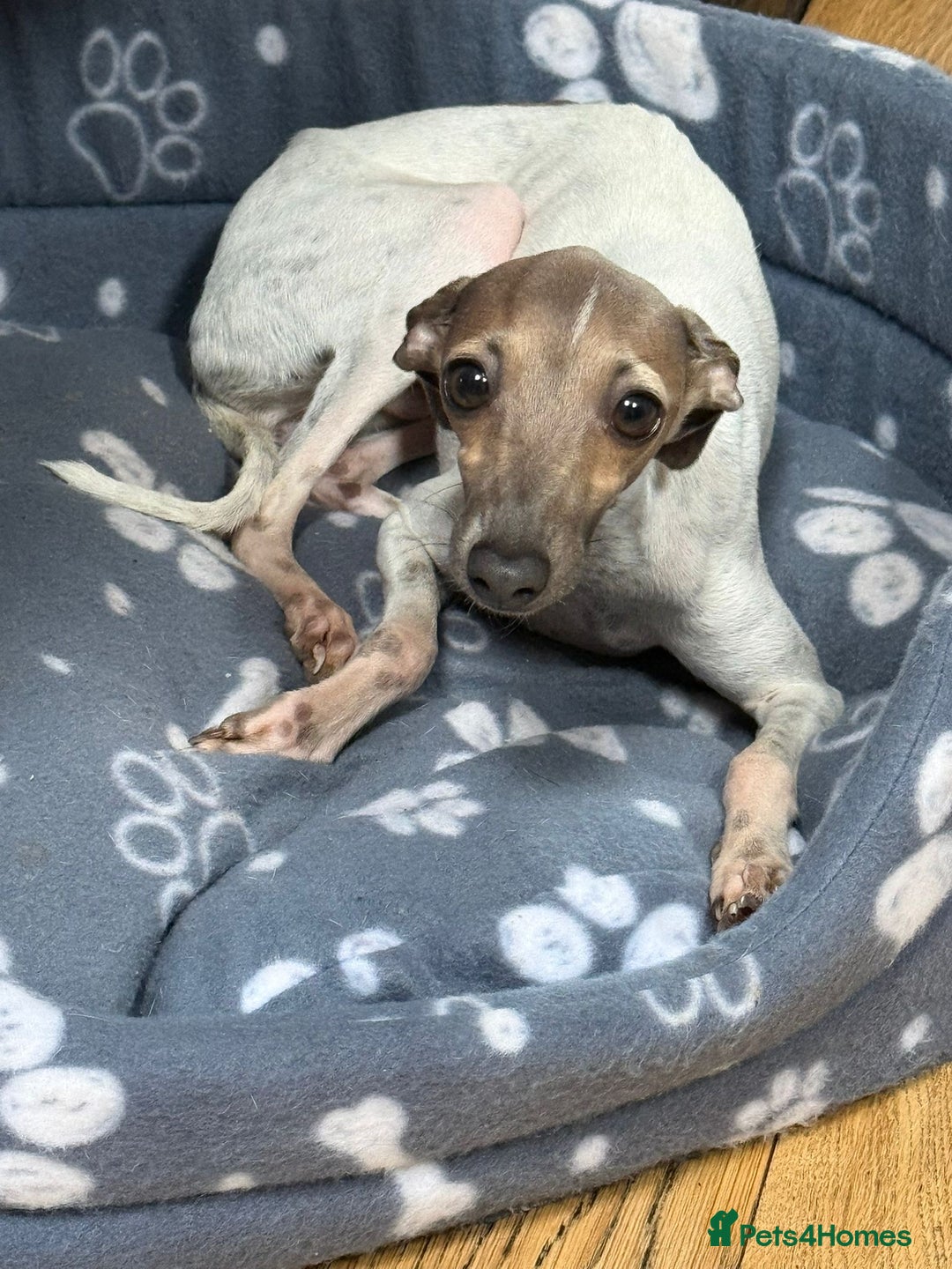 Italian Greyhound dogs for sale: Beautiful Peggy  - Image 2