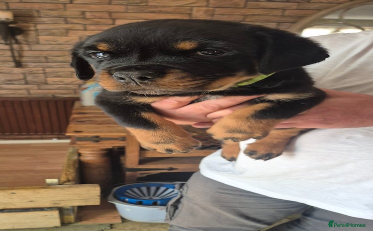 Rottweiler dogs - Advert 15