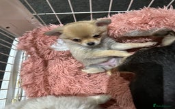 Pomchi dogs for sale: Tiny Pomchi - Image 8