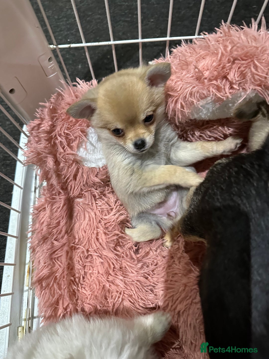 Pomchi dogs for sale: Tiny Pomchi - Image 8