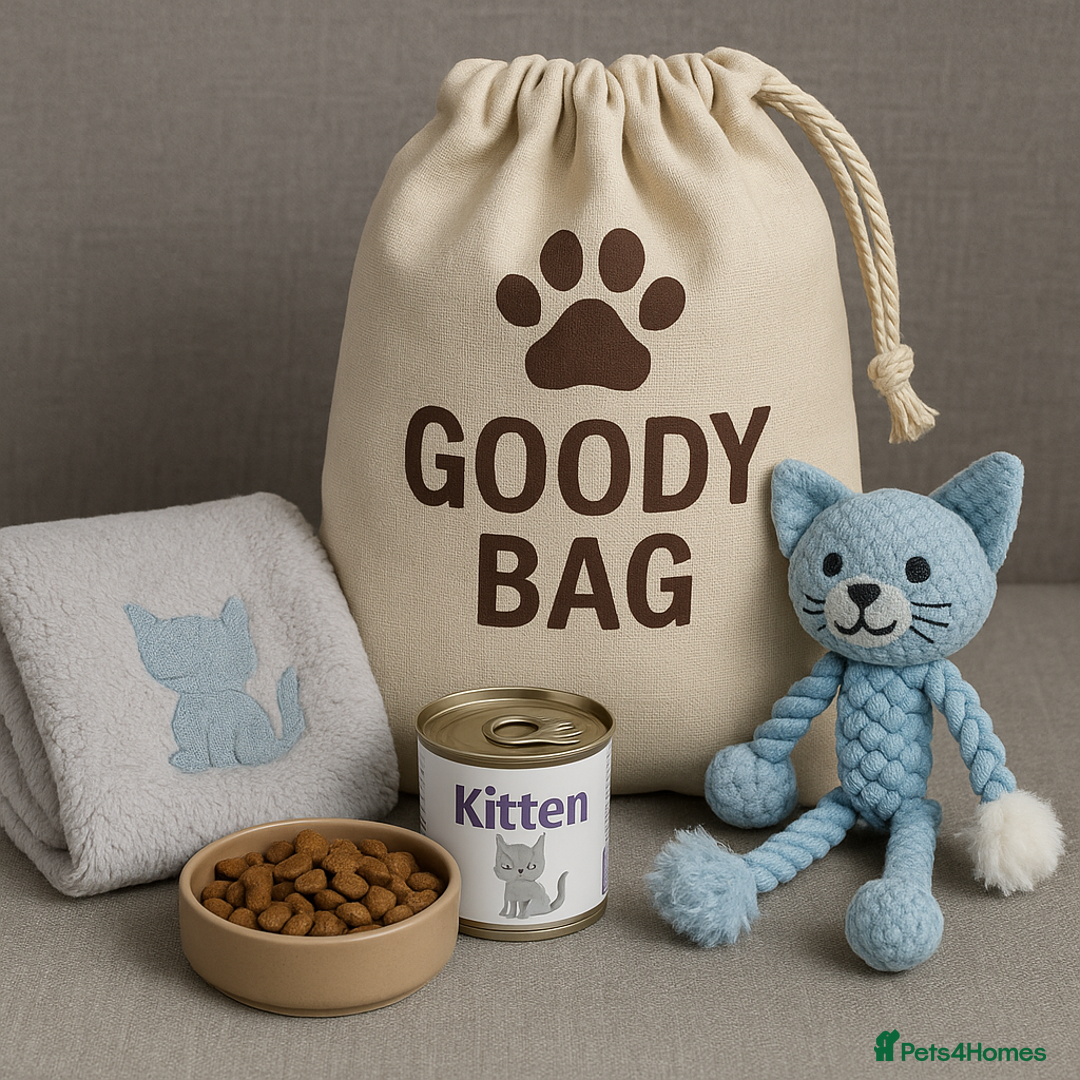 British Shorthair cats for sale: 🌟 Chunky British Shorthair Kittens - AVAILABLE 🐾 - Image 6