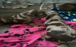 Dachshund dogs for sale: Long haired  - Image 13