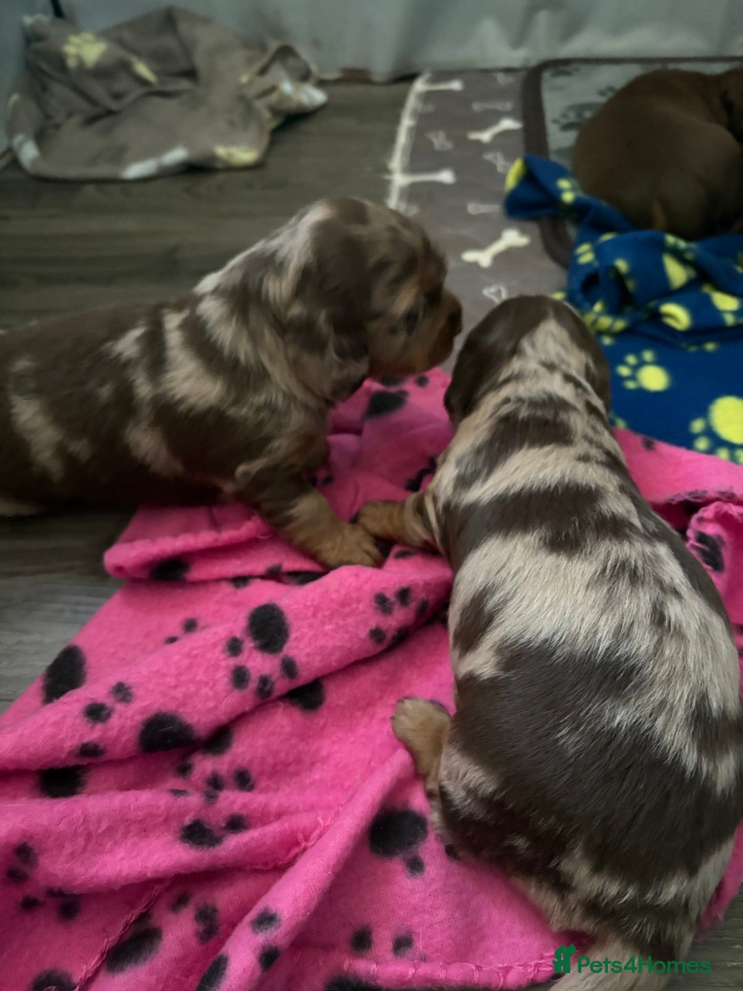 Dachshund dogs for sale: Long haired  - Image 13