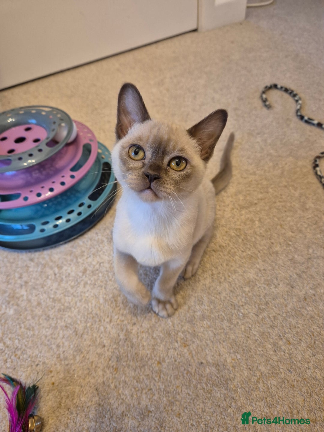 Burmese cats for sale: Beautiful Chocolate Female Burmese Kitten - Advert 4