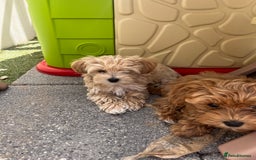Maltipoo dogs for sale: A litter of 5 beautiful Maltipoo’s  - Image 24
