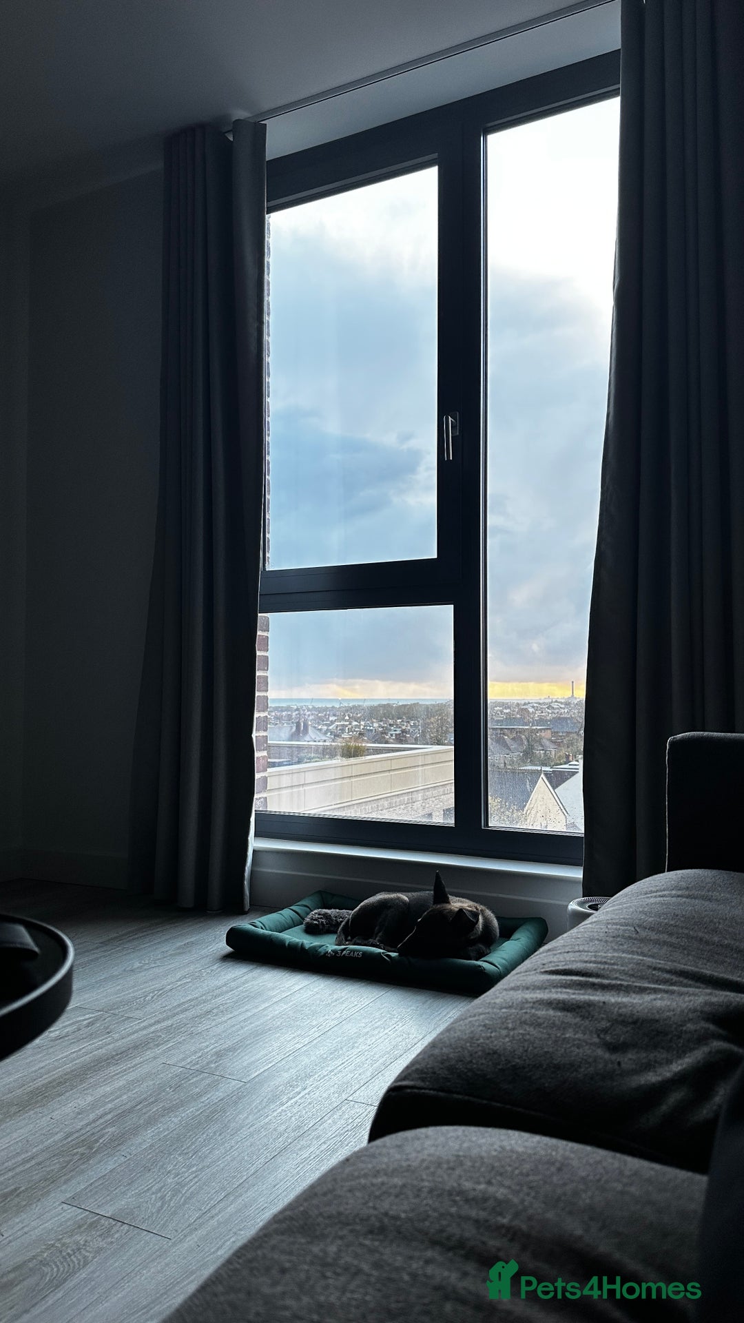 Belgian Shepherd Dog dogs for sale: Belgium malanios puppy for sale  - Image 6