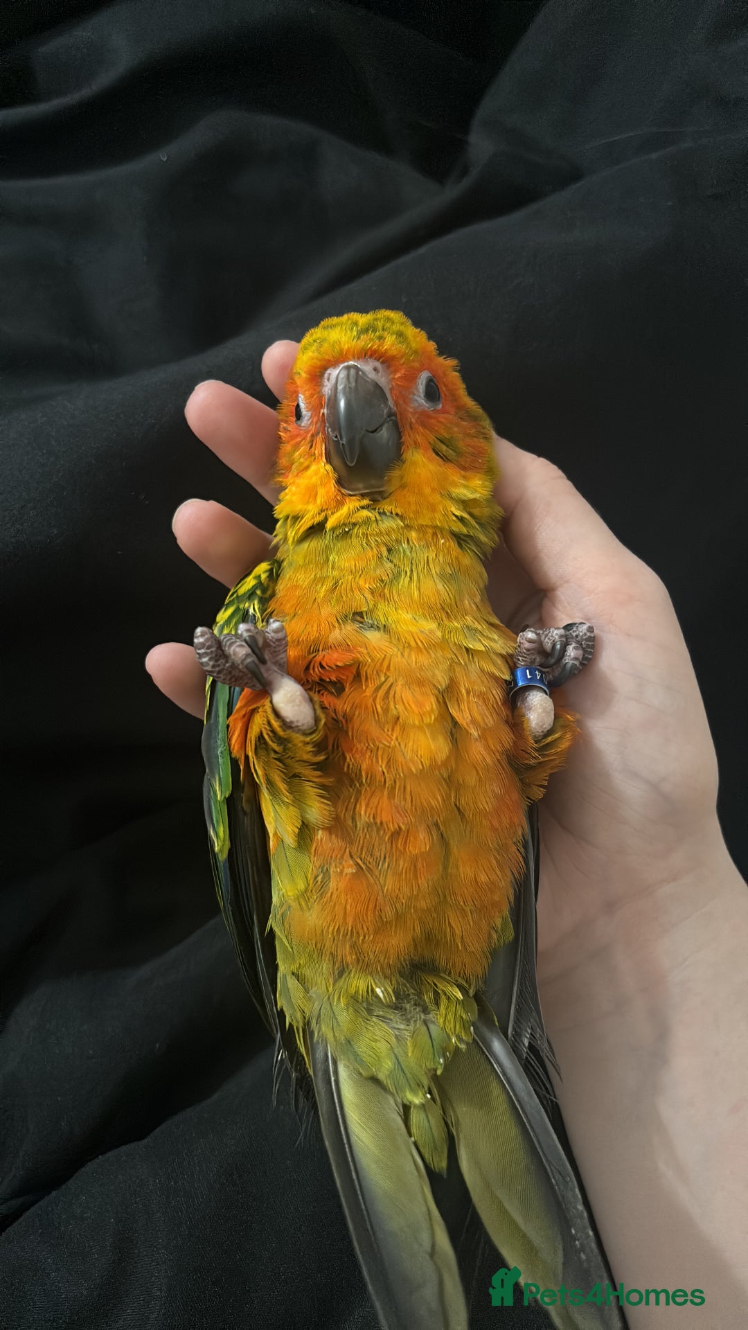 Ringnecks birds for sale: Baby sun conure  in Redcar - Image 17