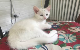Bengal cats for sale: Stunning half Bengal litter - Image 5