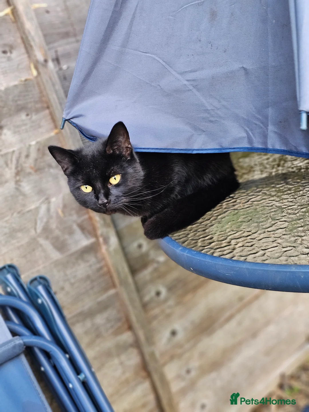 British Shorthair cats for sale: FREE🏡very timid girl cat needing a new home. - Advert 4