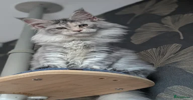 Maine Coon cats Tica registered Maine coon kittens - Advert 4