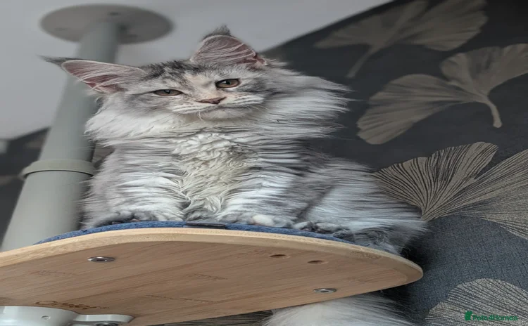 Maine Coon cats Tica registered Maine coon kittens - Advert 13