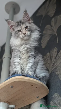 Maine Coon cats Tica registered Maine coon kittens - Advert 13