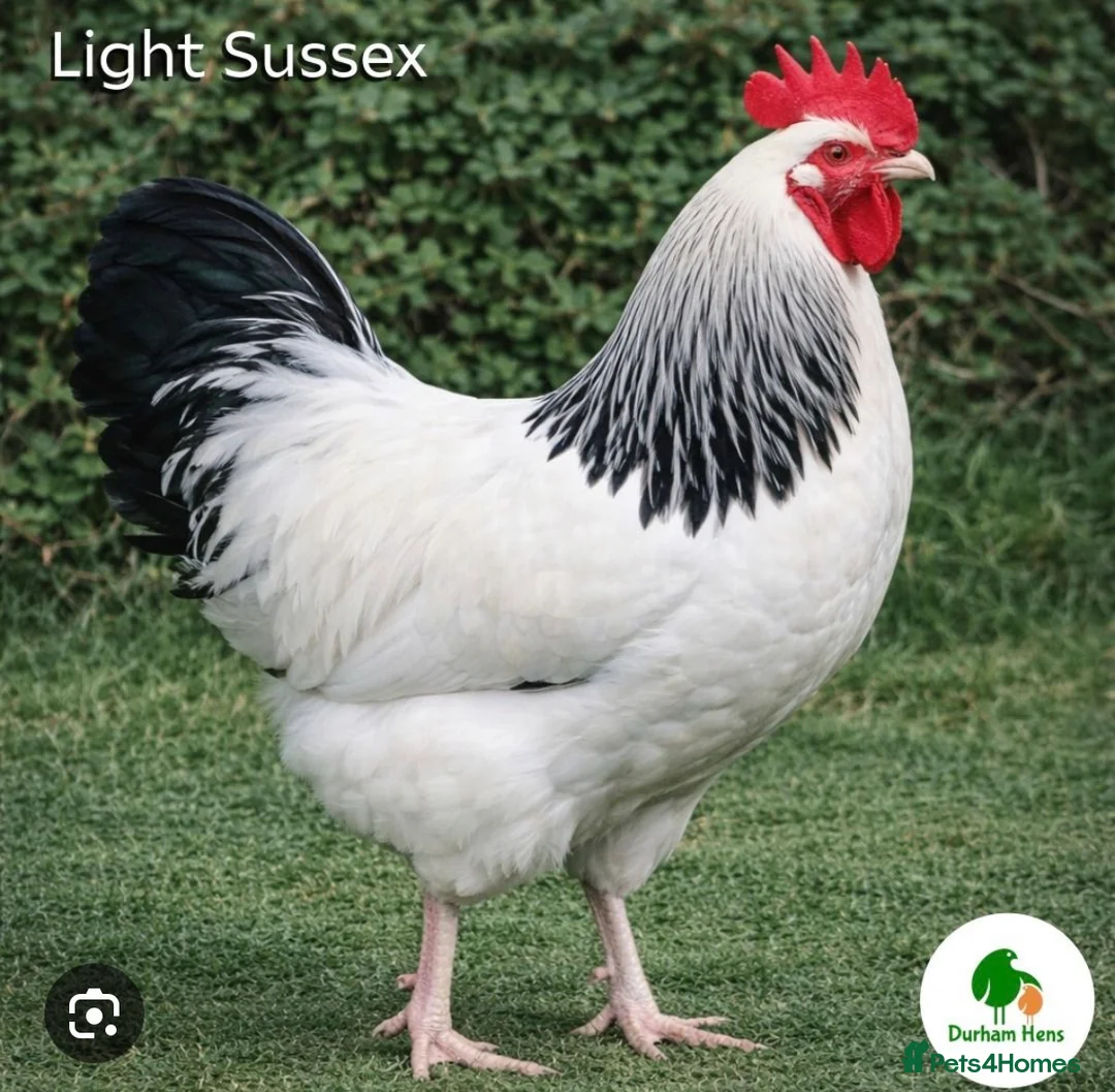 Chickens poultry for sale: Young Cockerel  - Advert 2