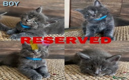 Maine Coon cats for sale: First Litter 6 Pure Maine Coon Kittens - Image 3