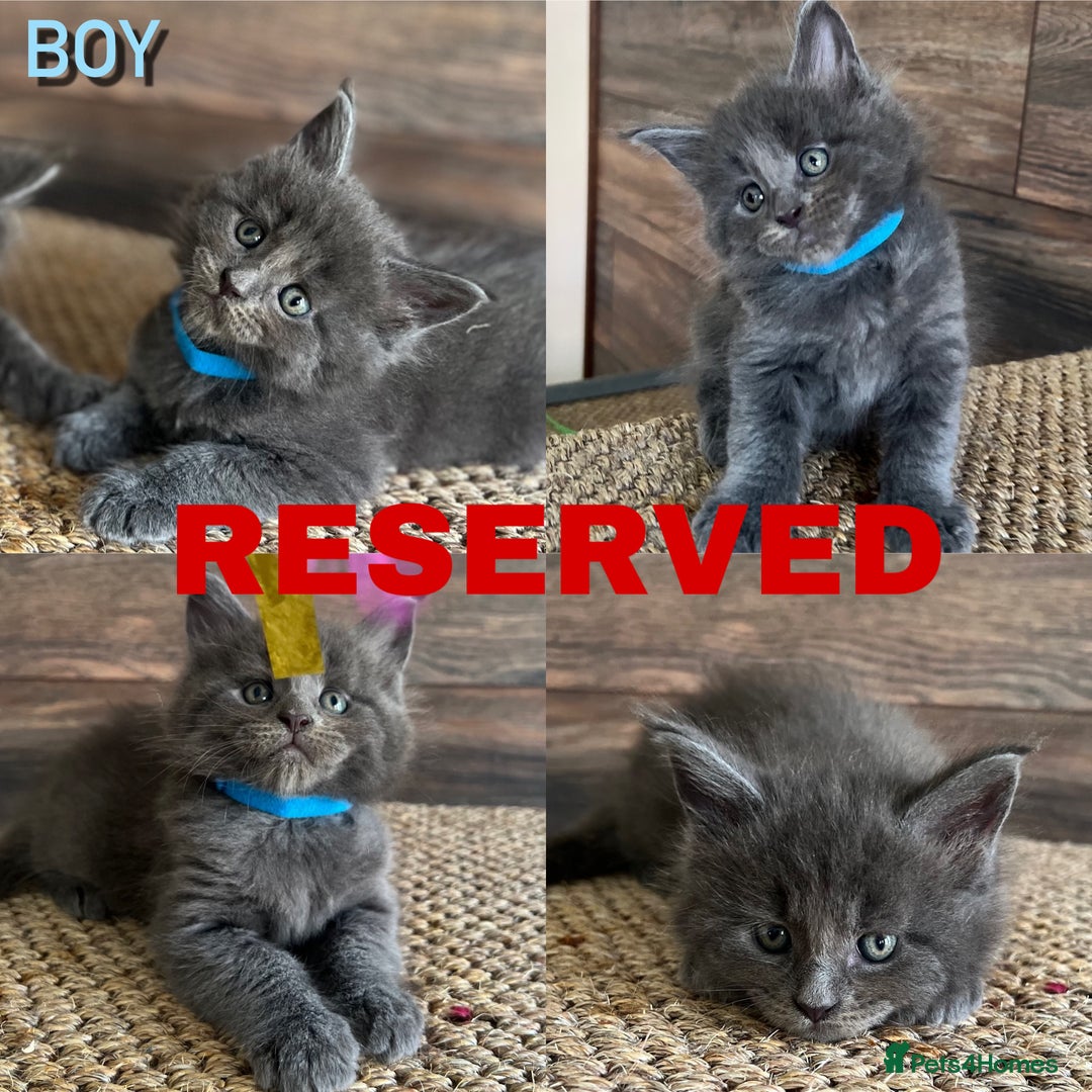 Maine Coon cats for sale: First Litter 6 Pure Maine Coon Kittens - Image 3