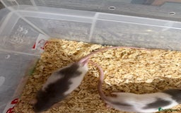 Rat rodents for sale: Pet rats for sale male and female Ava  - Image 7