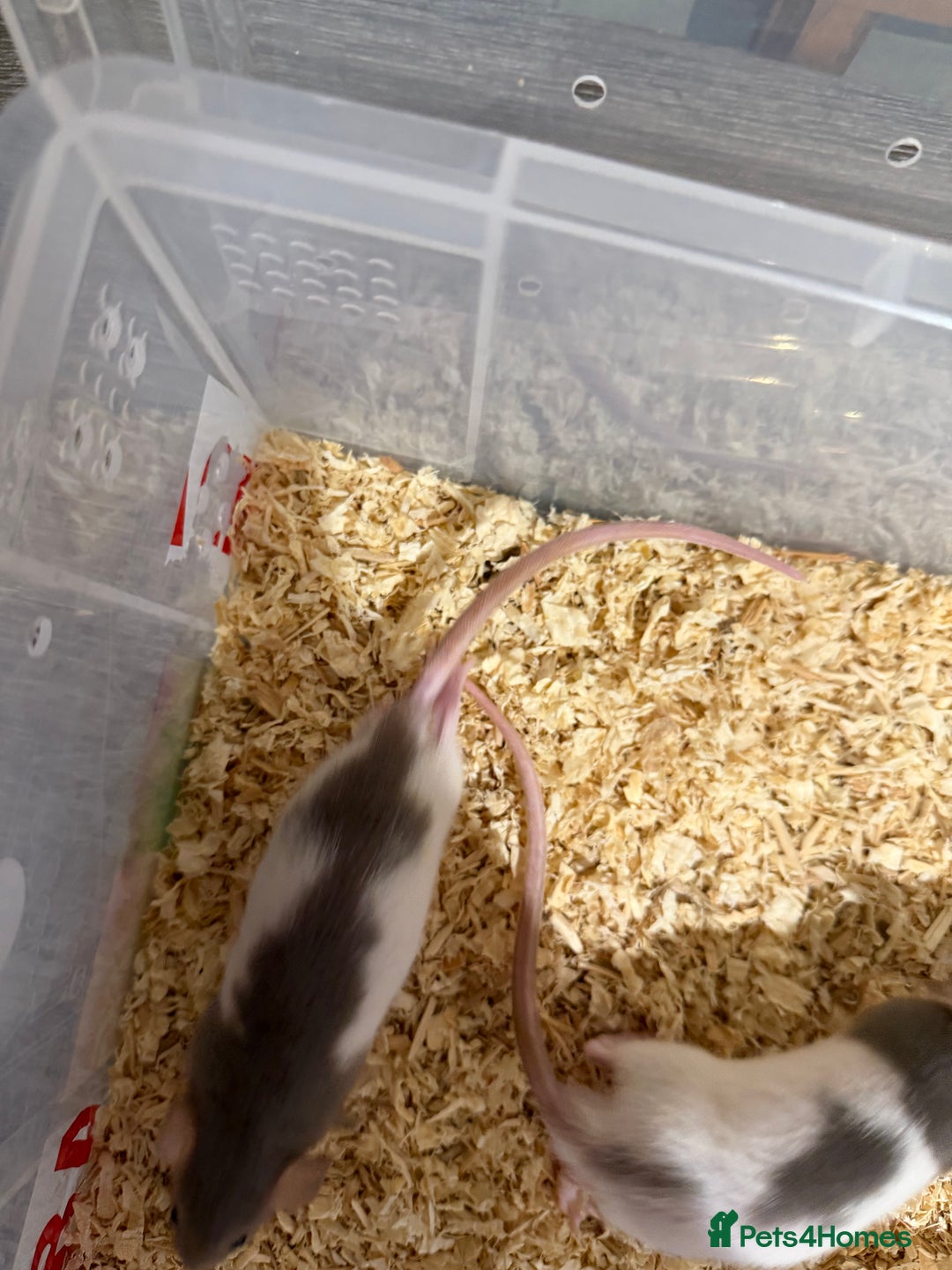 Rat rodents for sale: Pet rats for sale male and female Ava  - Image 7