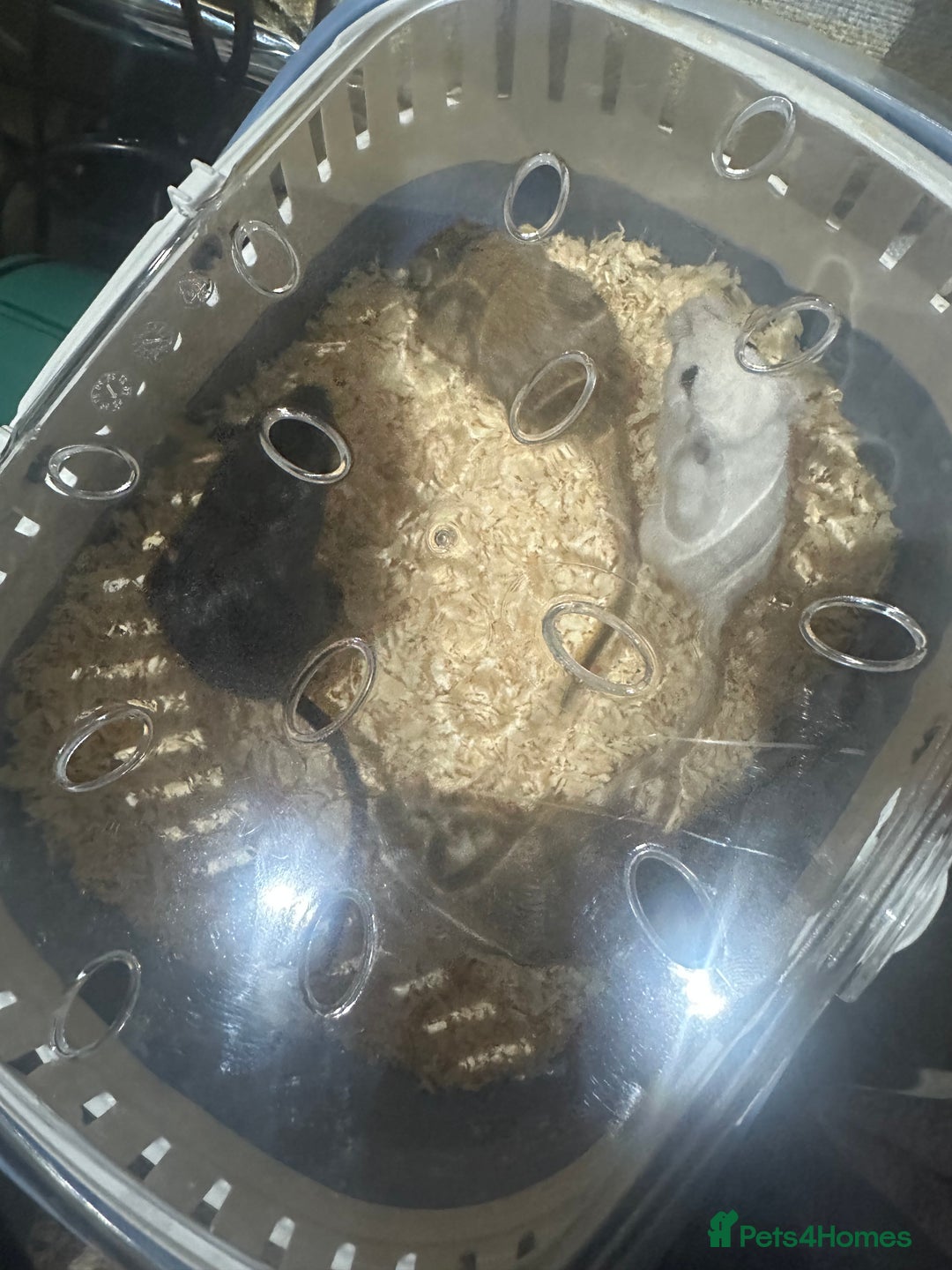 Gerbil rodents for sale: 4 gerbils only selling as group cannot be separate - Advert 1